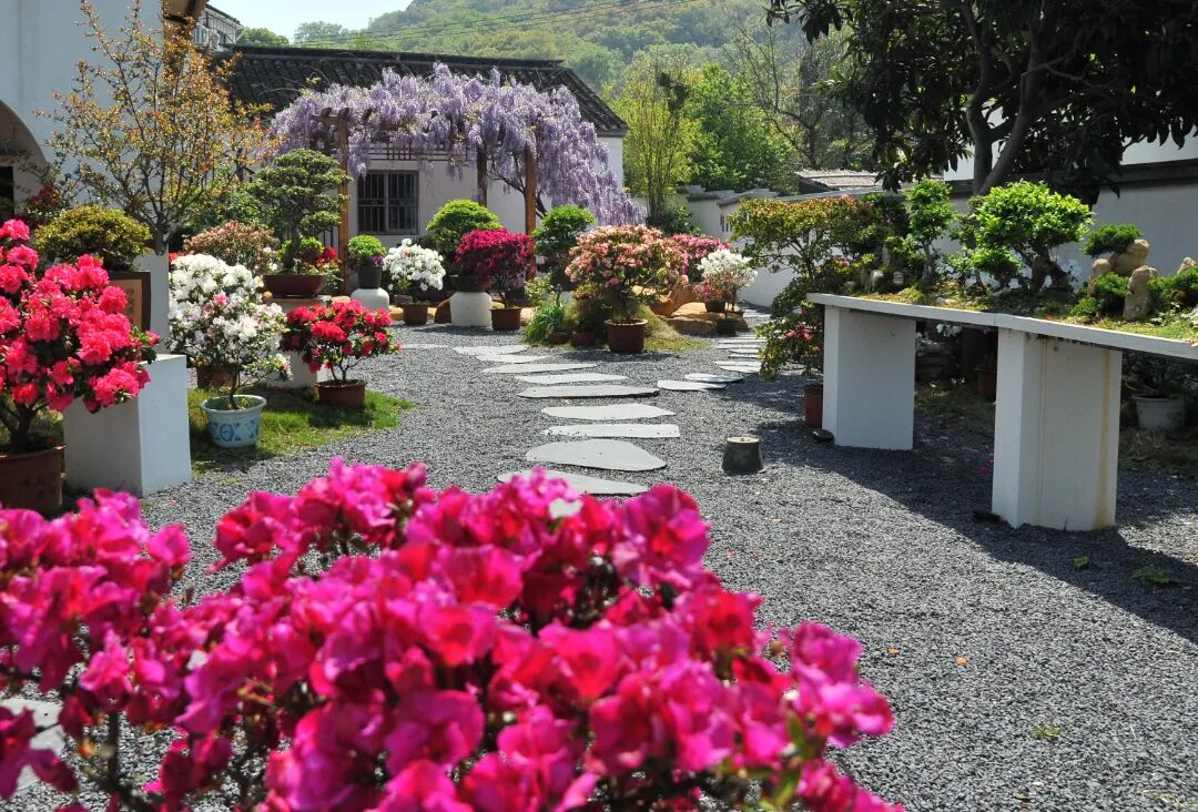 漫山杜鹃开，跟着地图出发啦~