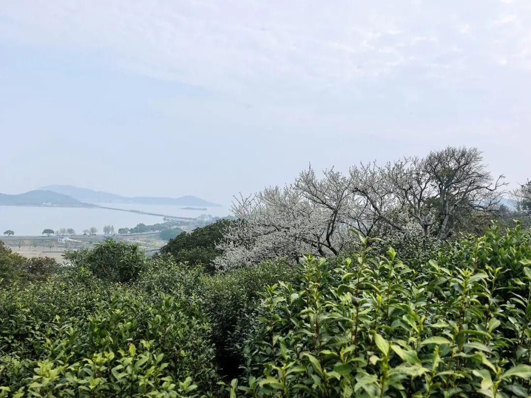 炒青大量上市！趁新鲜，喝起~