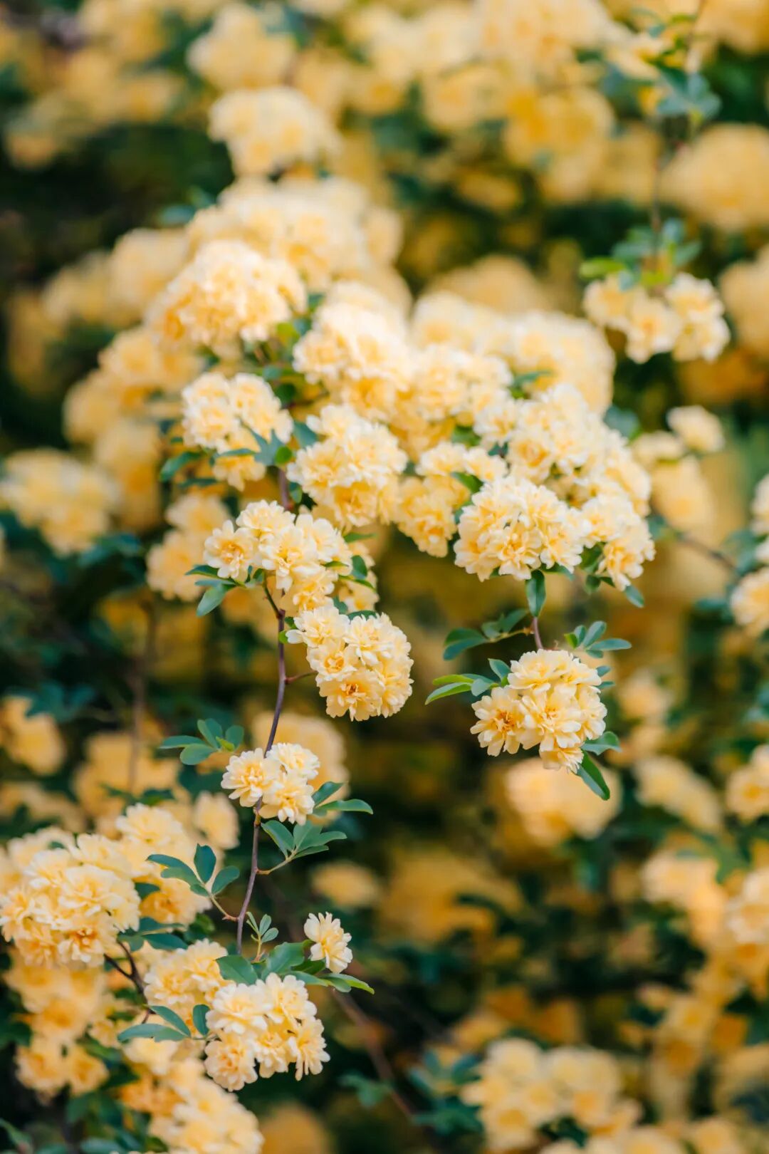 跟着地图去追花！吴中小众花事全收录