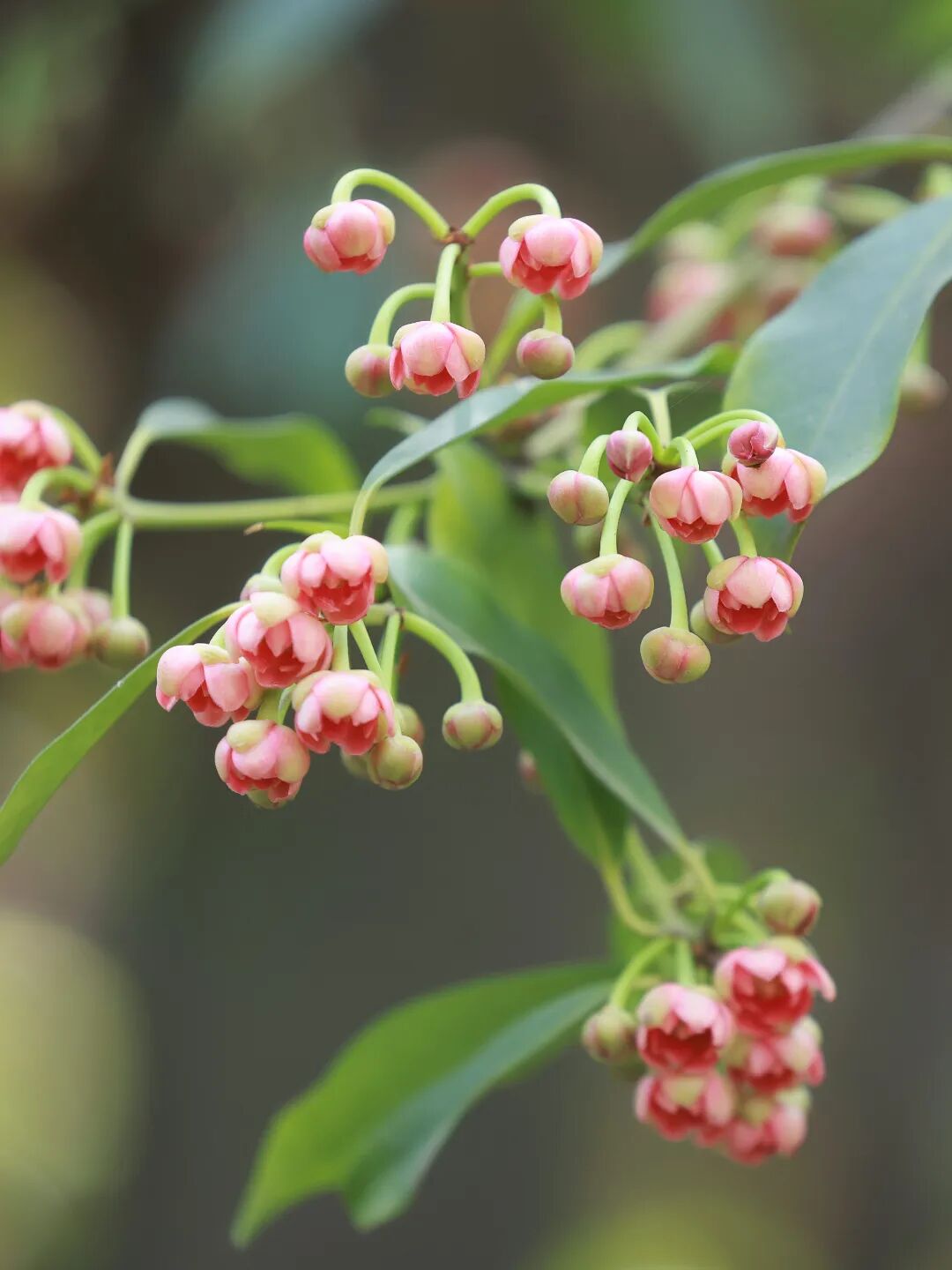 跟着地图去追花！吴中小众花事全收录