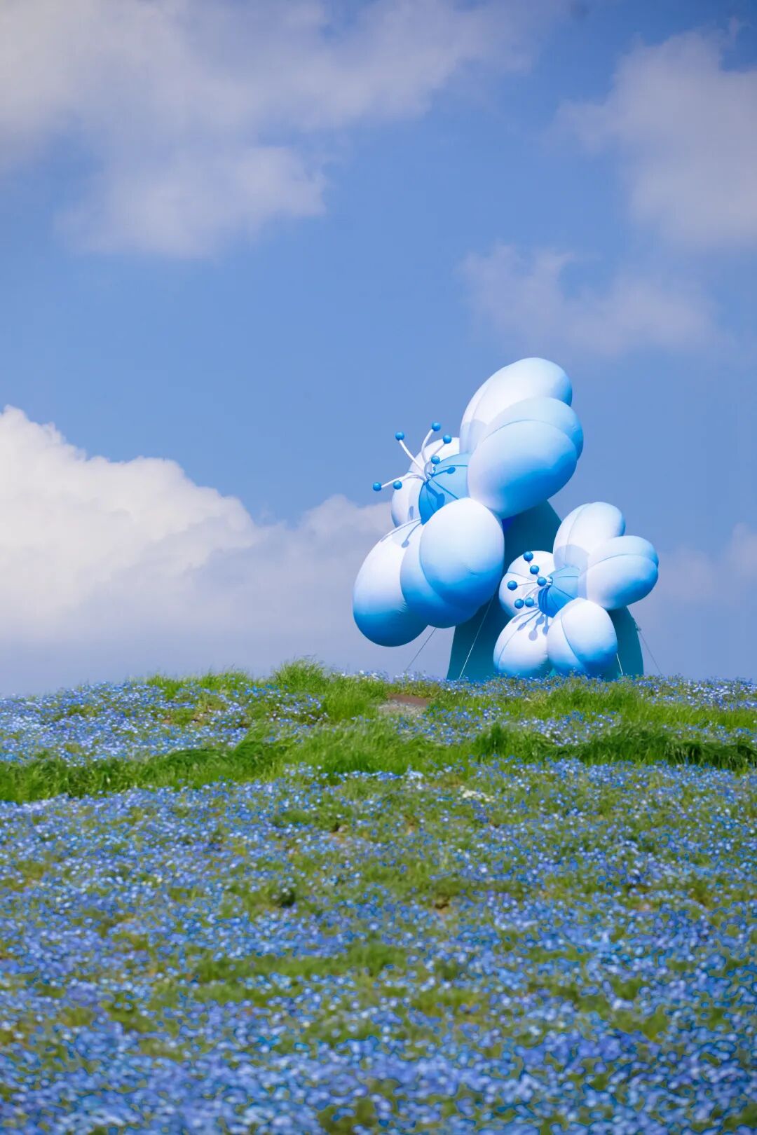 跟着地图去追花！吴中小众花事全收录