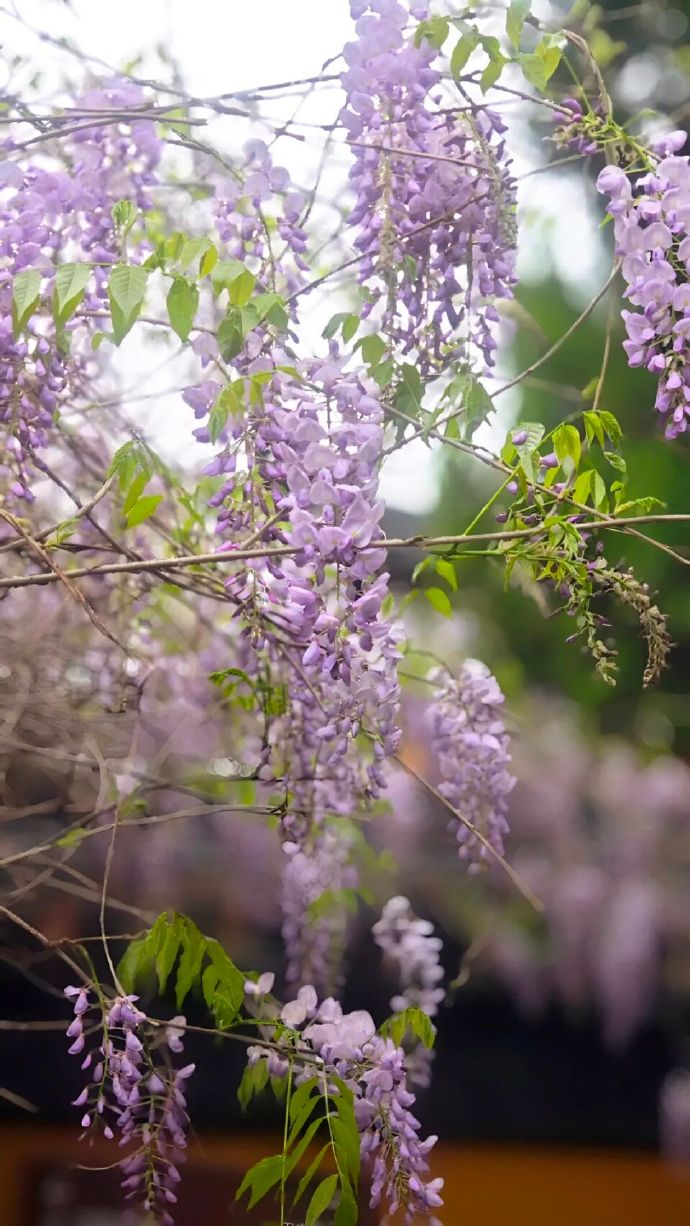 甪直古镇四月限定紫色“瀑布”上线！