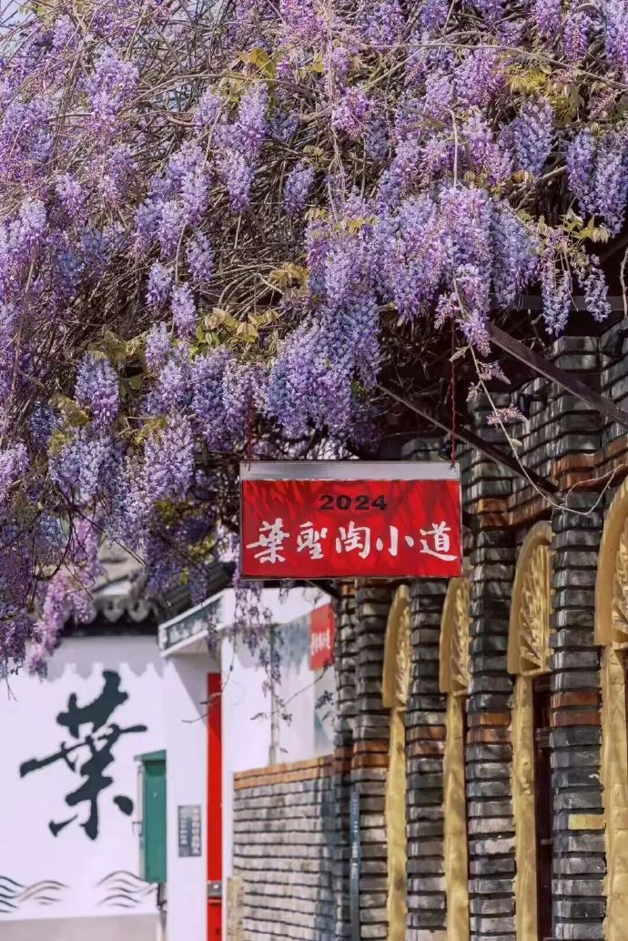 甪直古镇四月限定紫色“瀑布”上线！