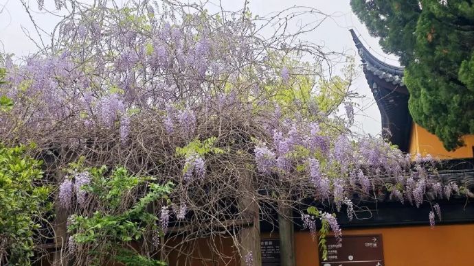 甪直古镇四月限定紫色“瀑布”上线！
