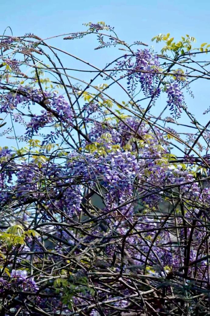 甪直古镇四月限定紫色“瀑布”上线！