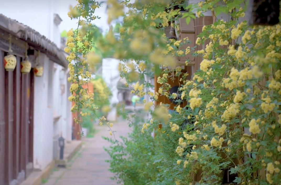 木香成雪！遇见故事里的小黄花~