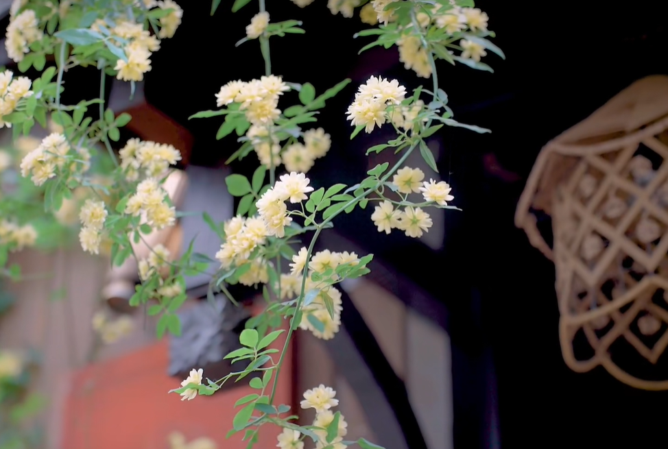 木香成雪！遇见故事里的小黄花~