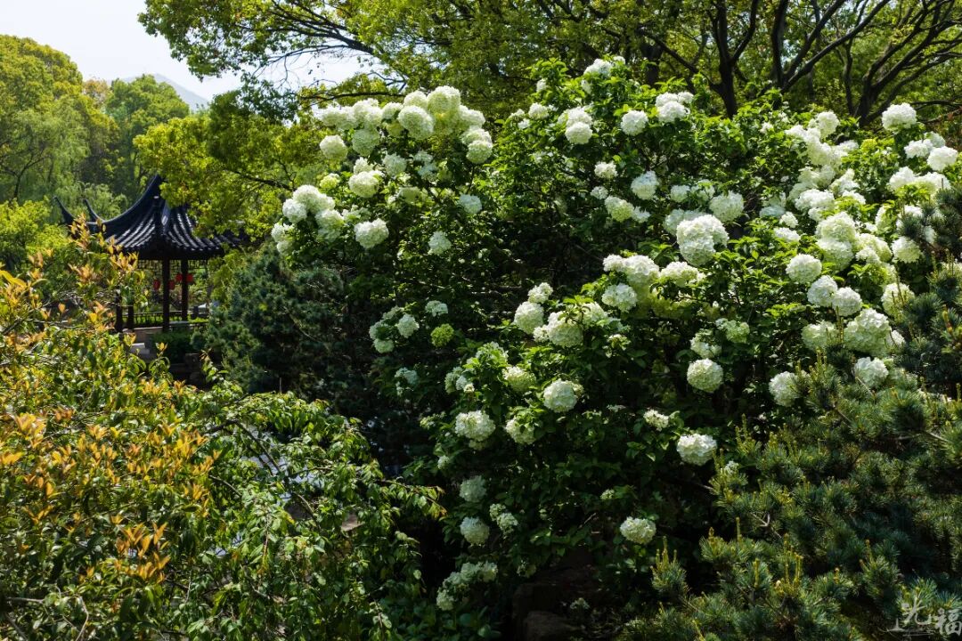 光福的木绣球，也太会开了吧！