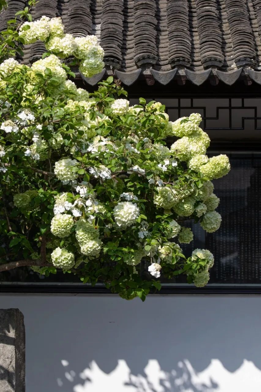 光福的木绣球，也太会开了吧！