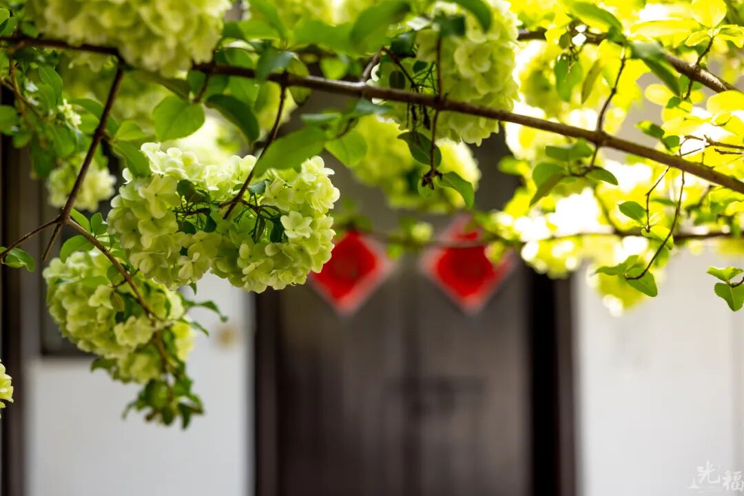 光福的木绣球，也太会开了吧！