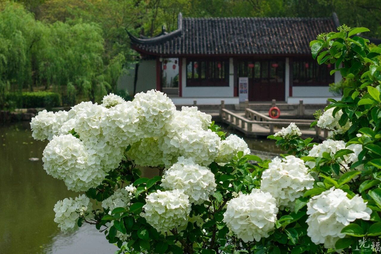 光福的木绣球，也太会开了吧！