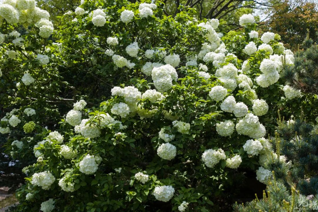 光福的木绣球，也太会开了吧！
