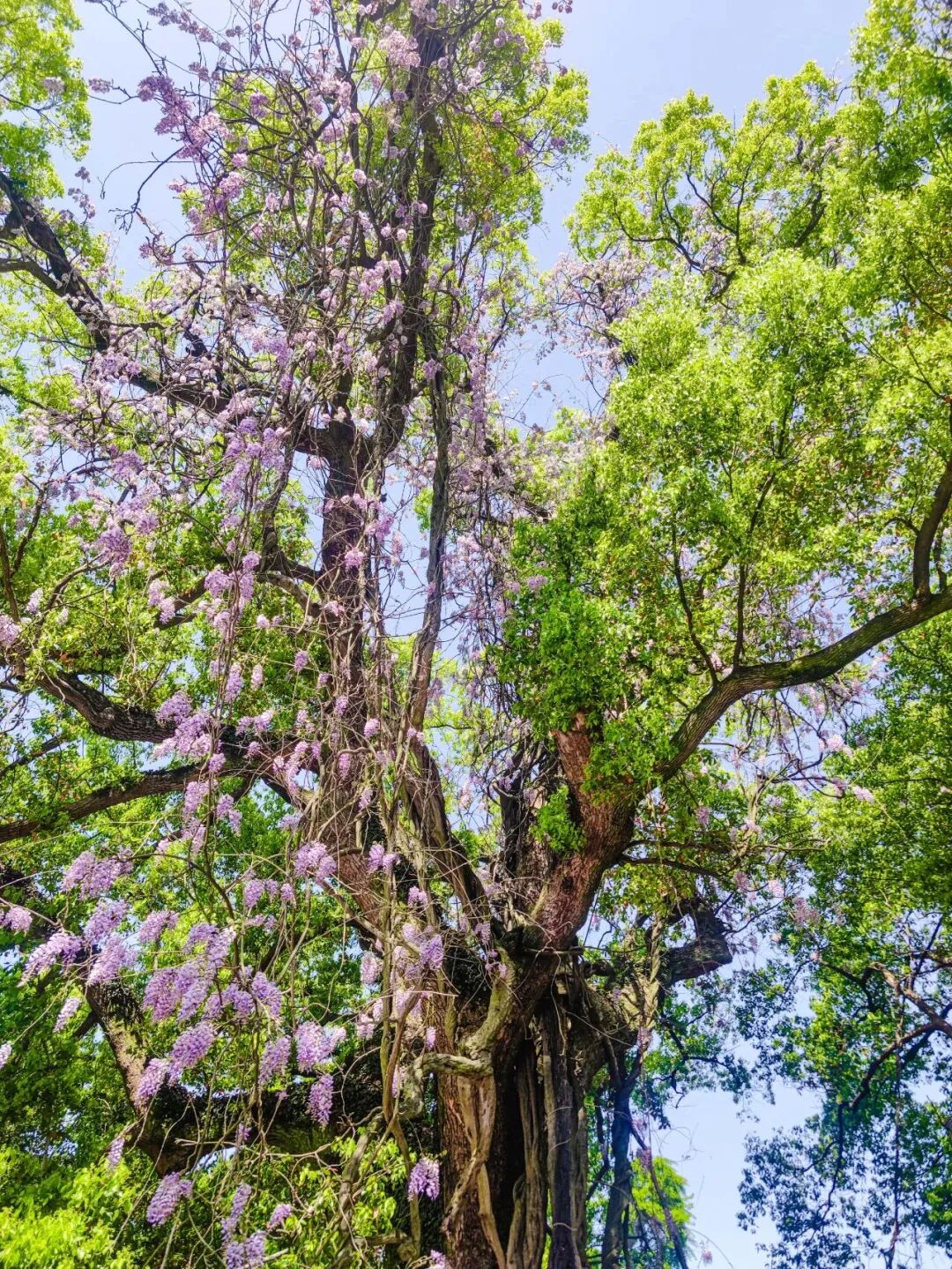 太湖西山岛五一漫游指南