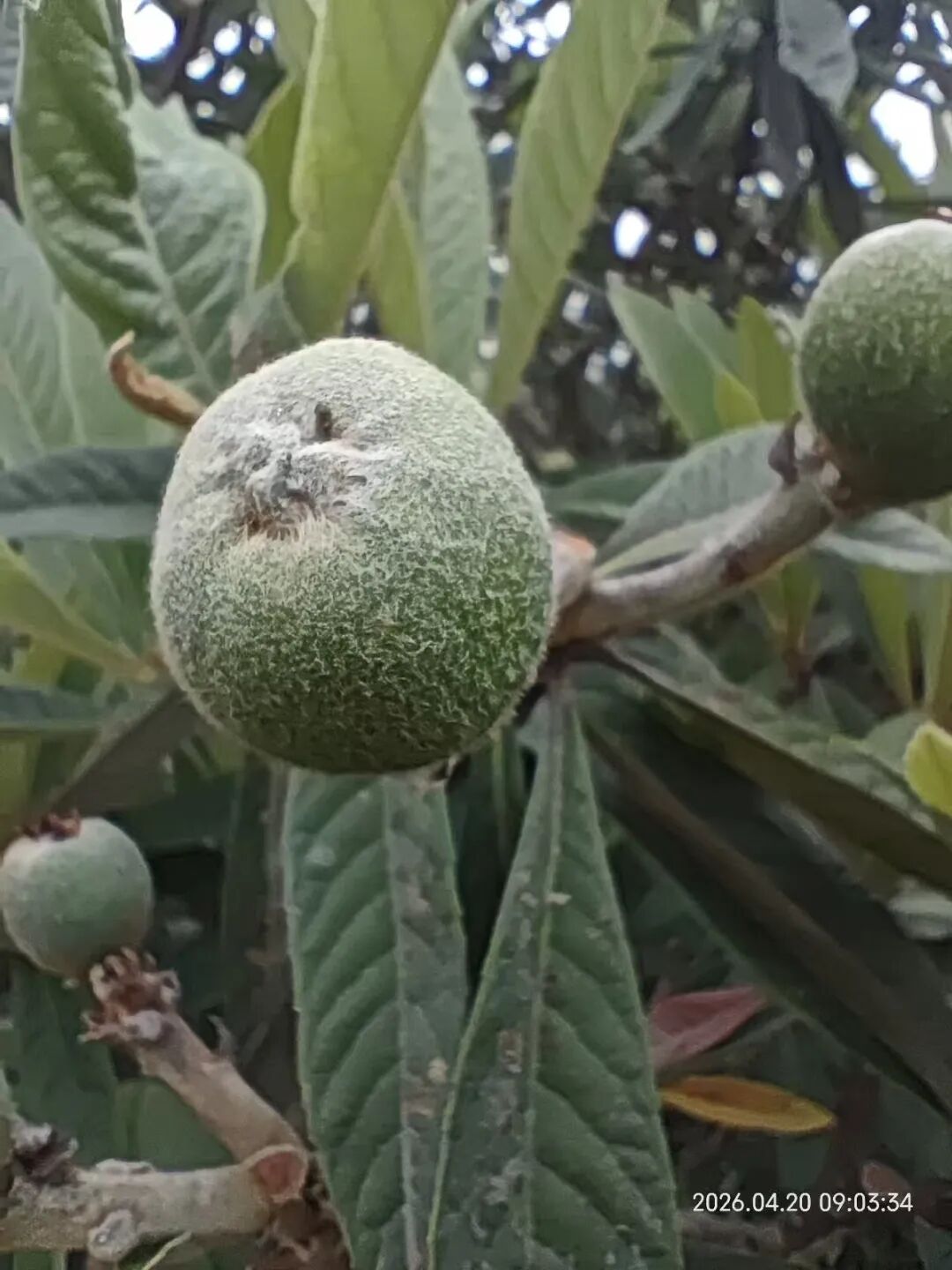 枇杷来了，就在下个月！