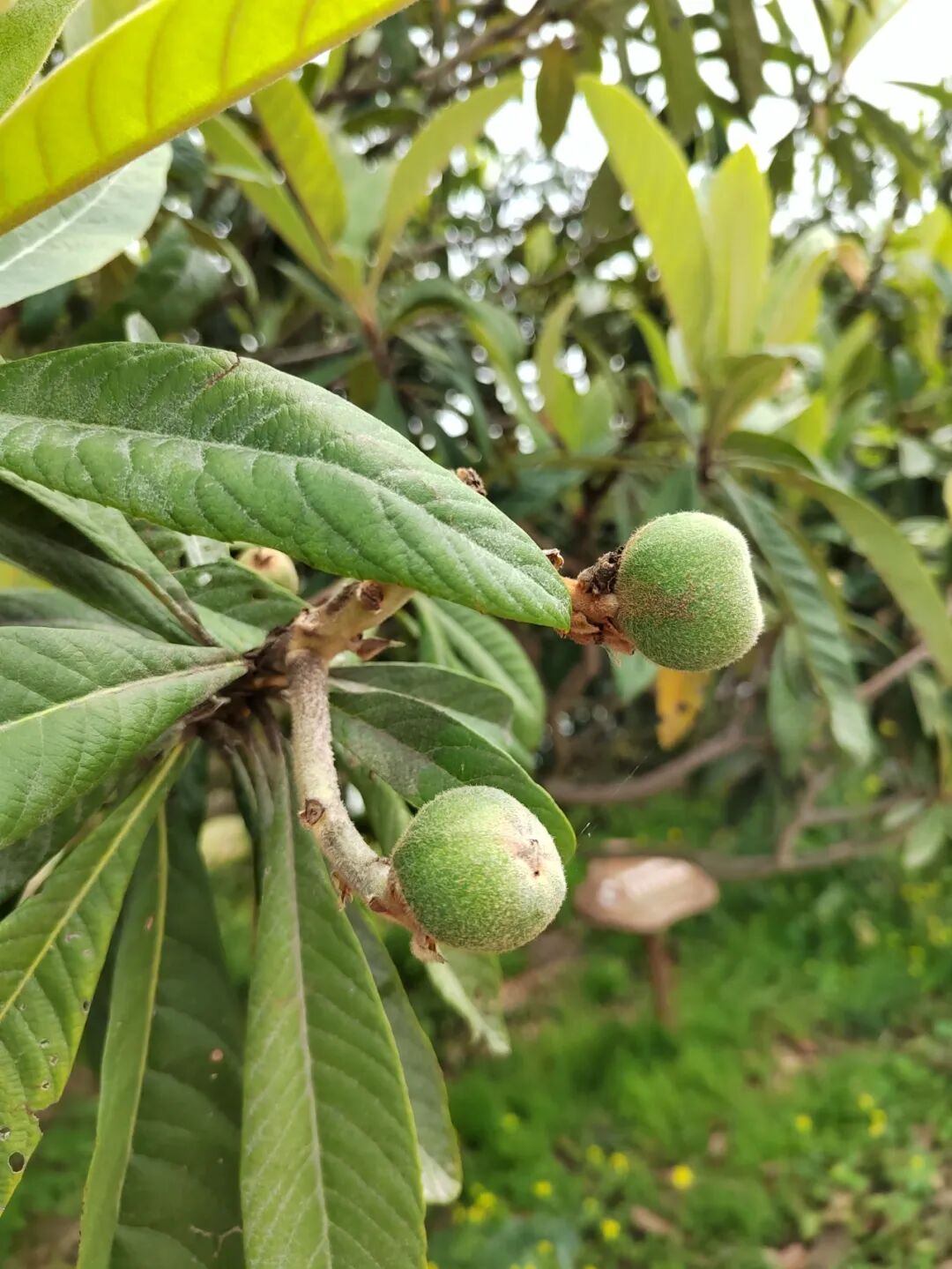 枇杷来了，就在下个月！