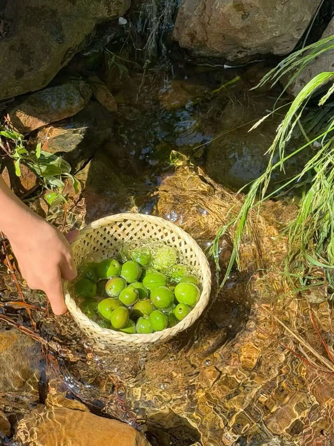 青梅挂满枝！“初夏味道”已上线~