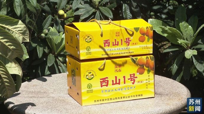 早熟枇杷开采！太湖边不止这一口甜~
