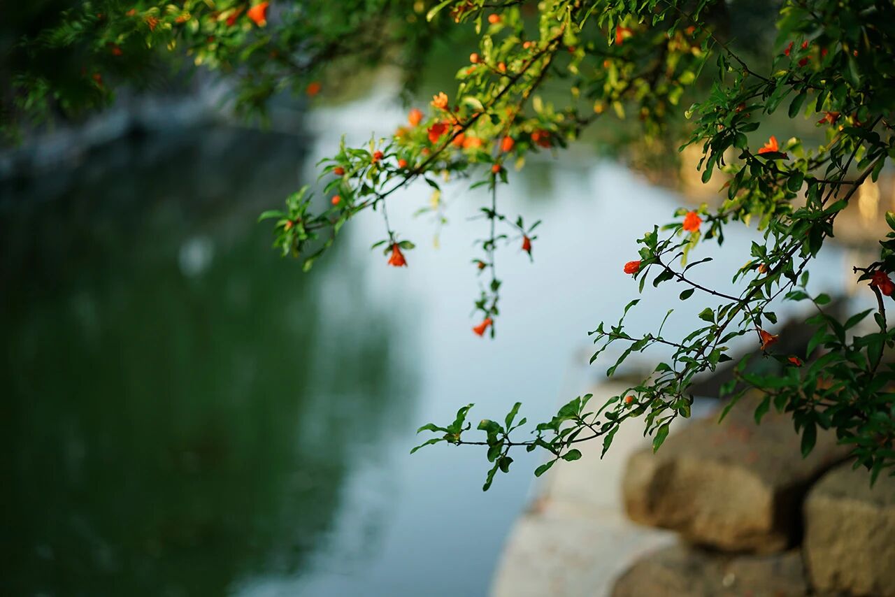 石榴花开了！初夏限定的美景上线