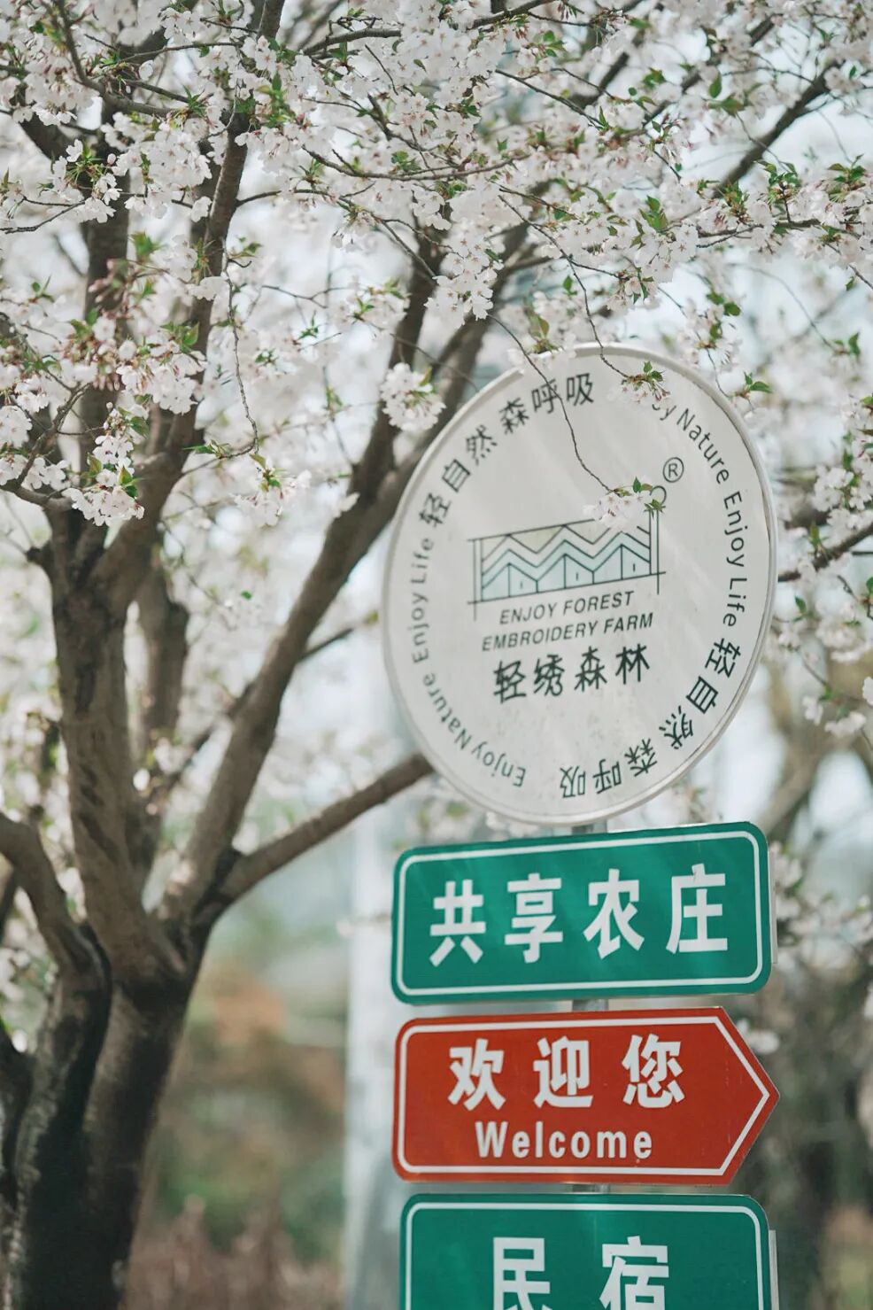 对话主理人，她在太湖边，“绣”了一片森林