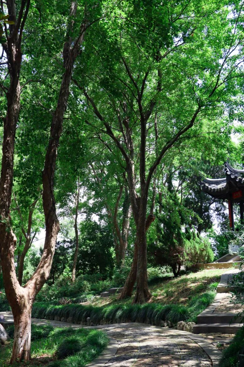 人间五月，解锁西山岛治愈系初夏色彩
