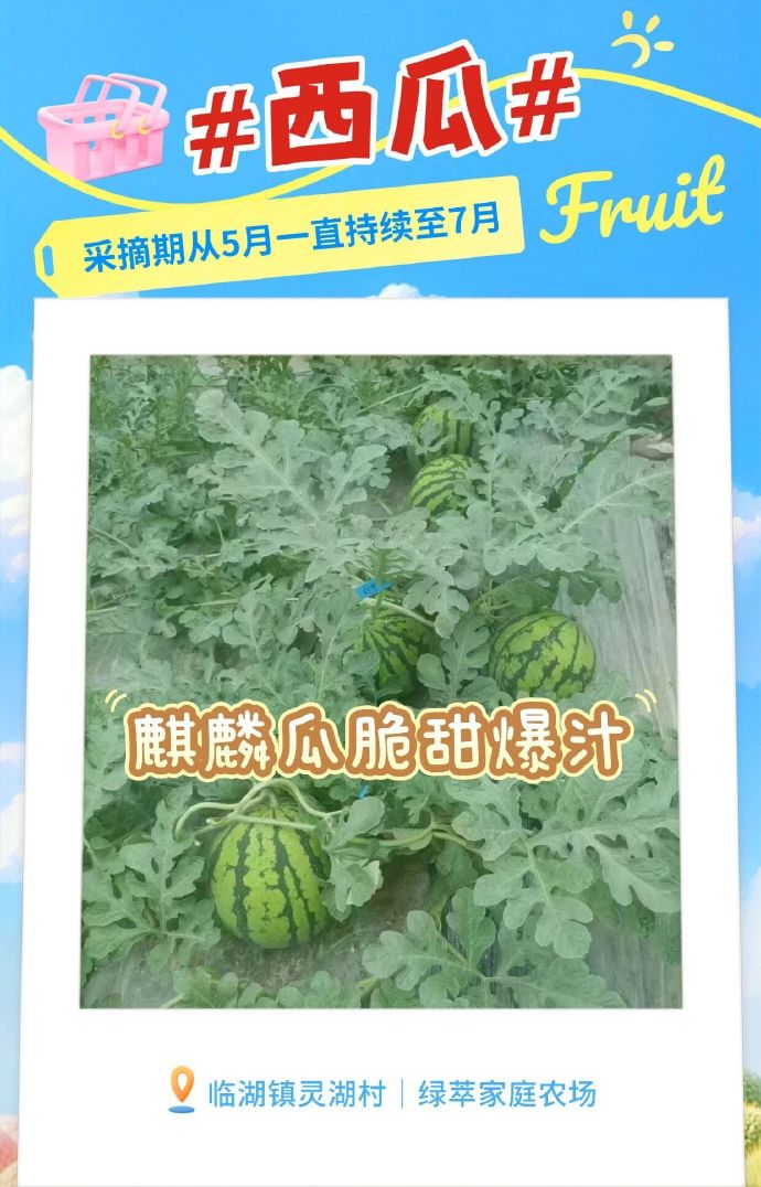 吴中5月采摘地图，出发~