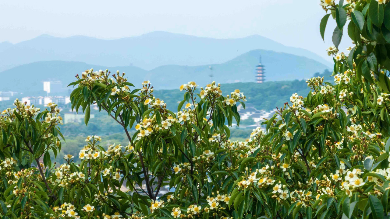 吴中夏日追花指南！花期打卡不迷路~