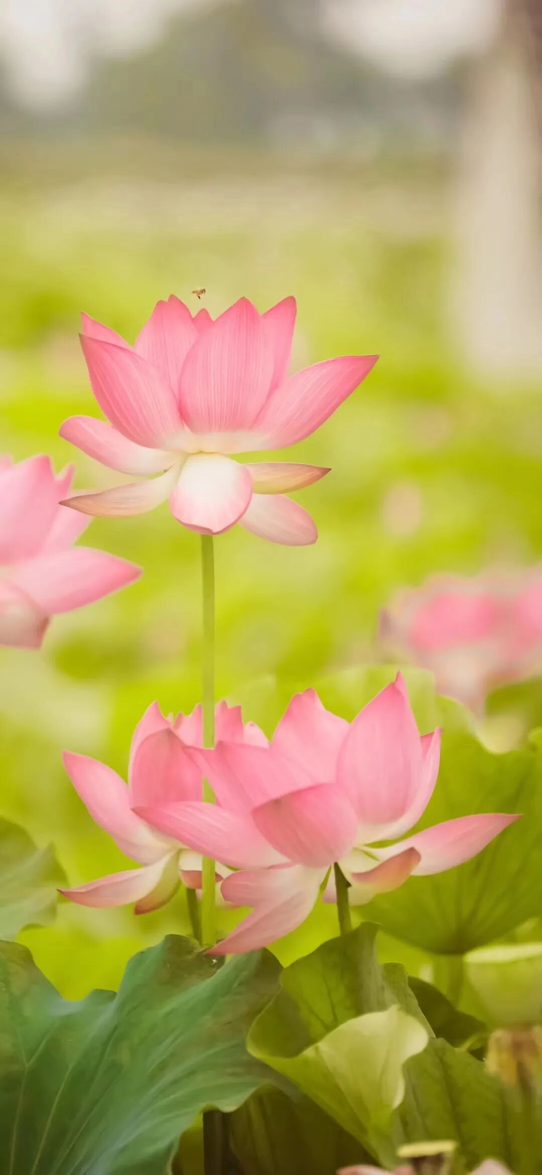 吴中夏日追花指南！花期打卡不迷路~
