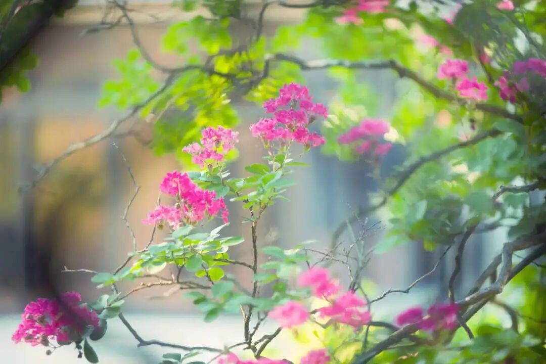 吴中夏日追花指南！花期打卡不迷路~