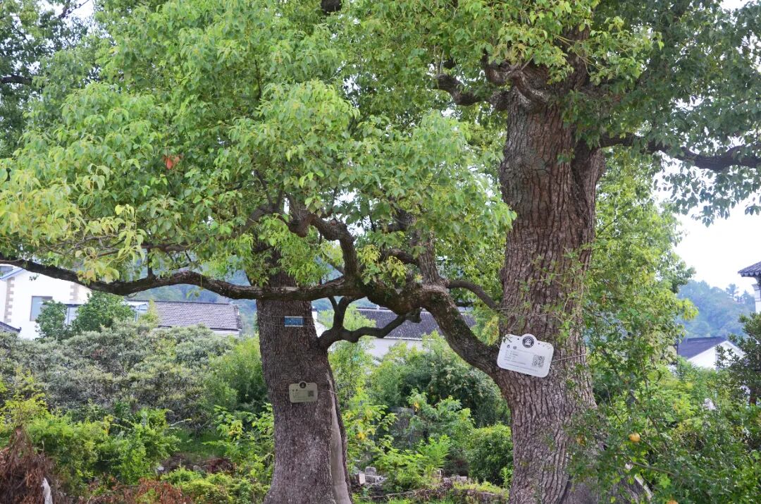 上岛寻树，夏天正好~
