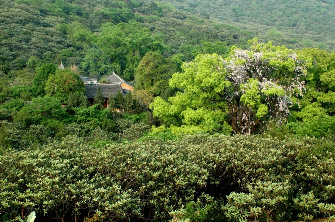 上岛寻树，夏天正好~