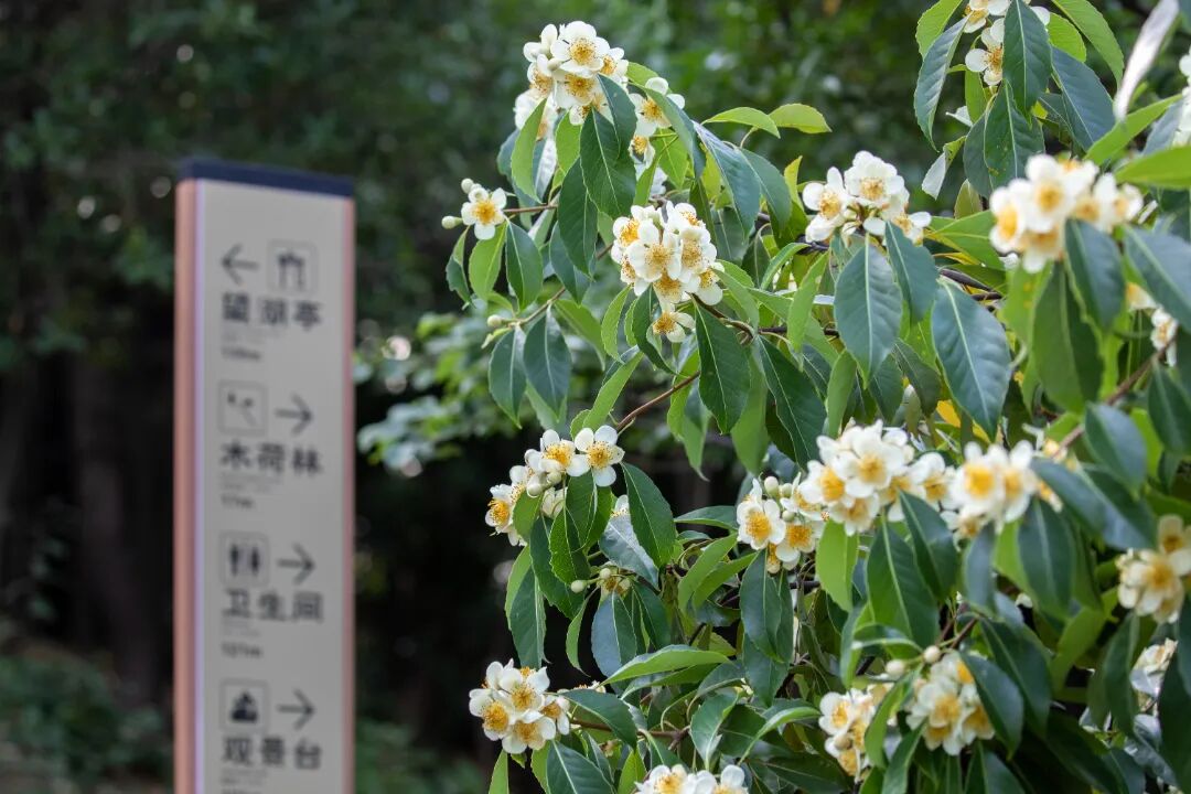 夏日赏荷，不止在水中！