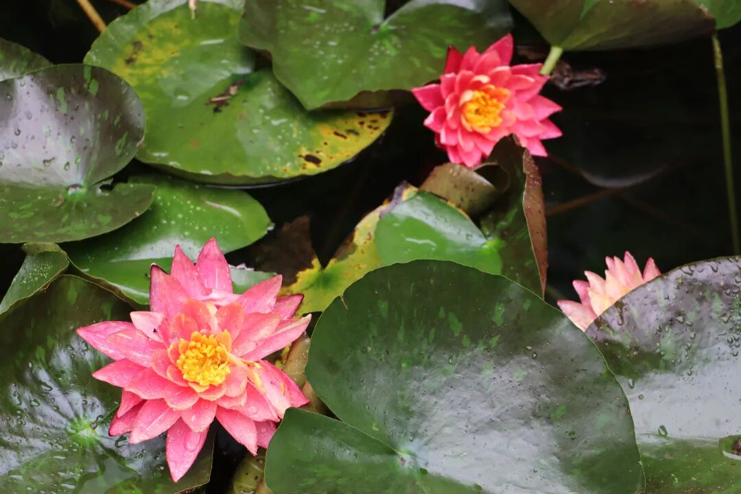 西山岛夏日限定！睡莲初绽，赴一池浪漫~