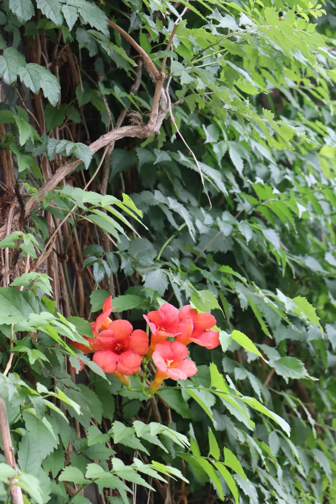 夏日渐浓，凌霄花开~