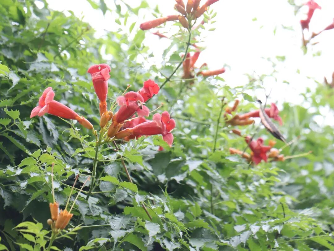 夏日渐浓，凌霄花开~