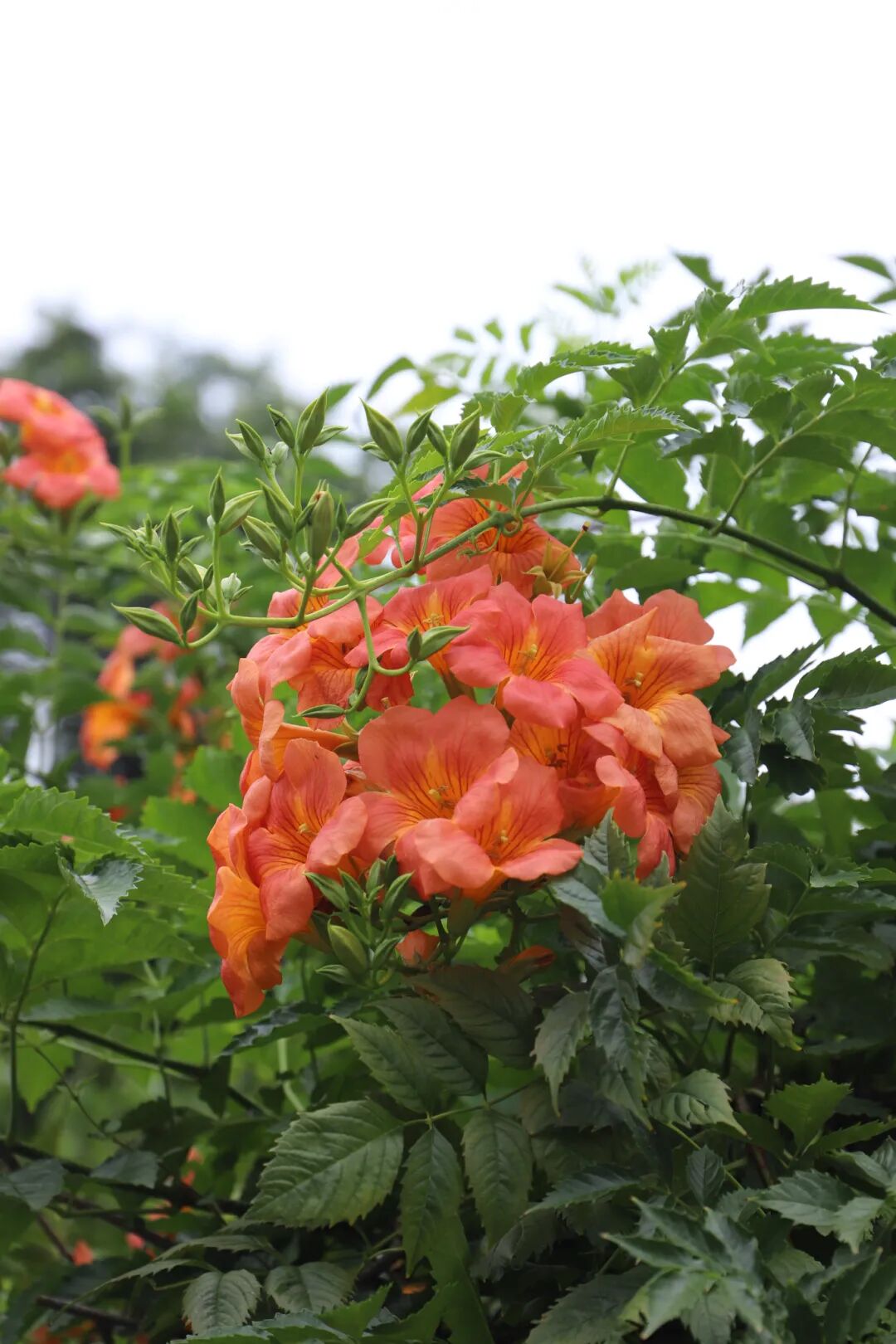 夏日渐浓，凌霄花开~