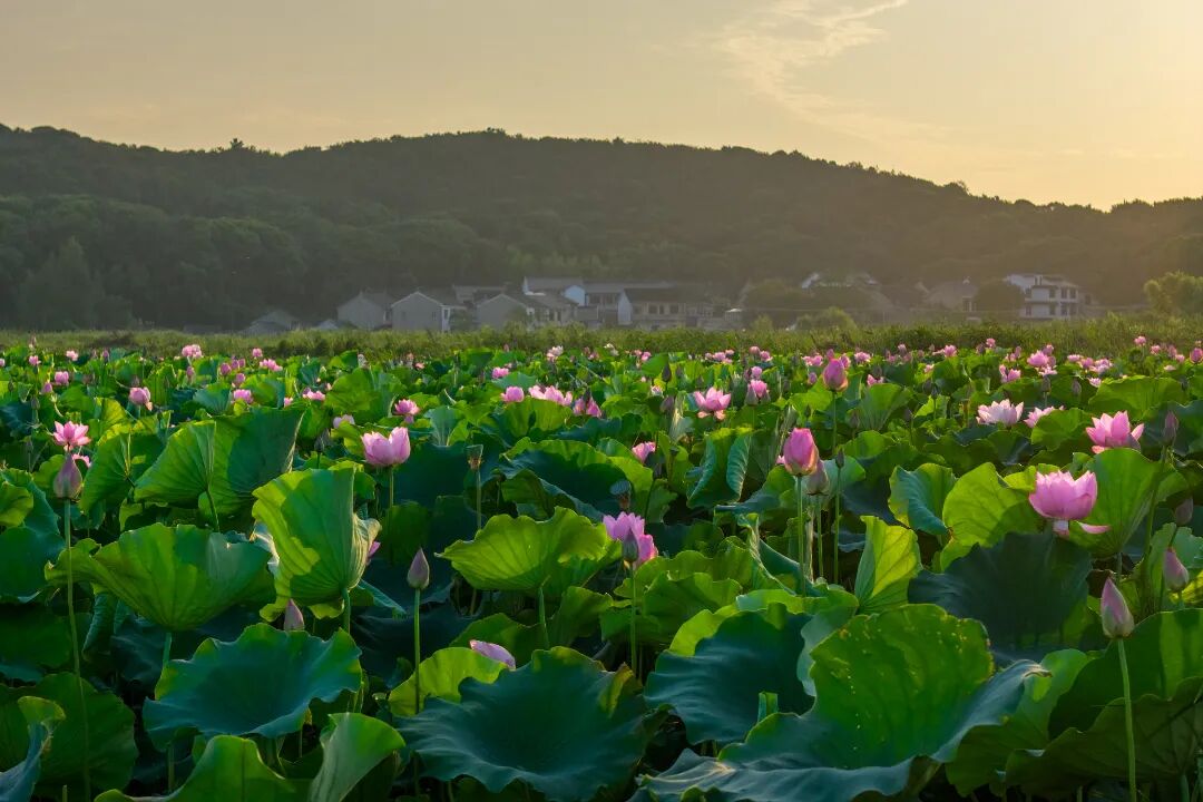 赏荷、逛集、品宴……今夏吴中“荷”你不见不散~