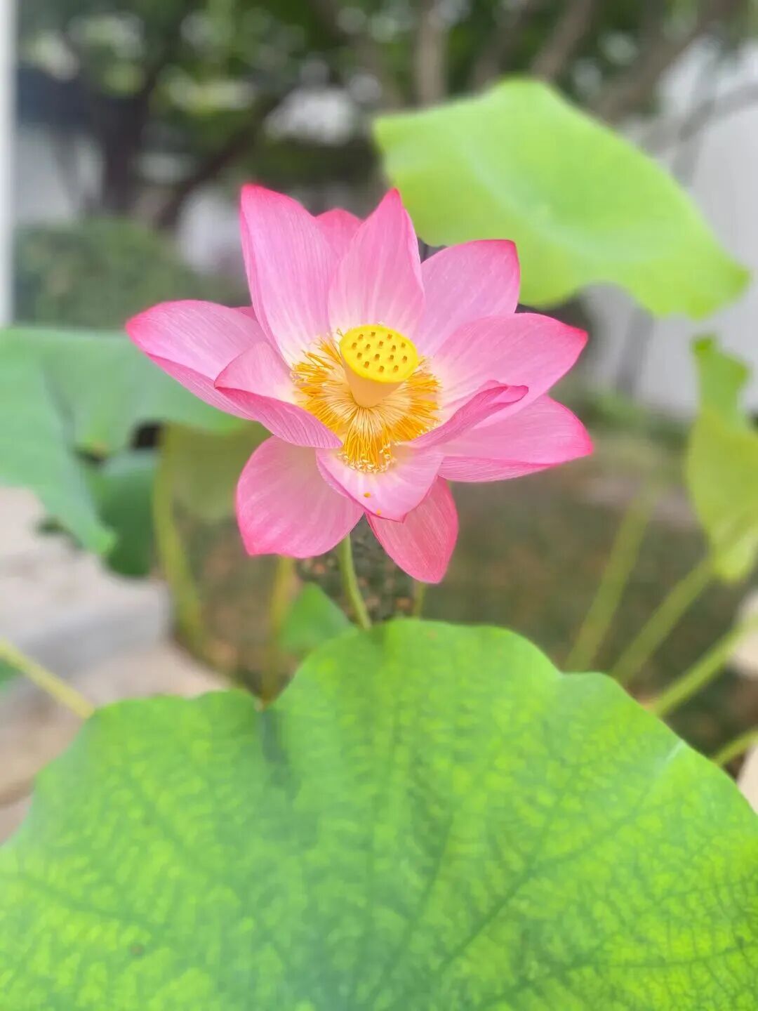 花已开，来吴中！四大赏荷线路全攻略~