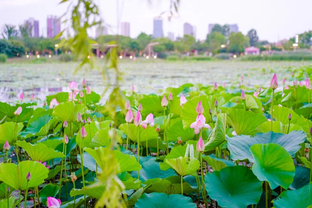 花已开，来吴中！四大赏荷线路全攻略~