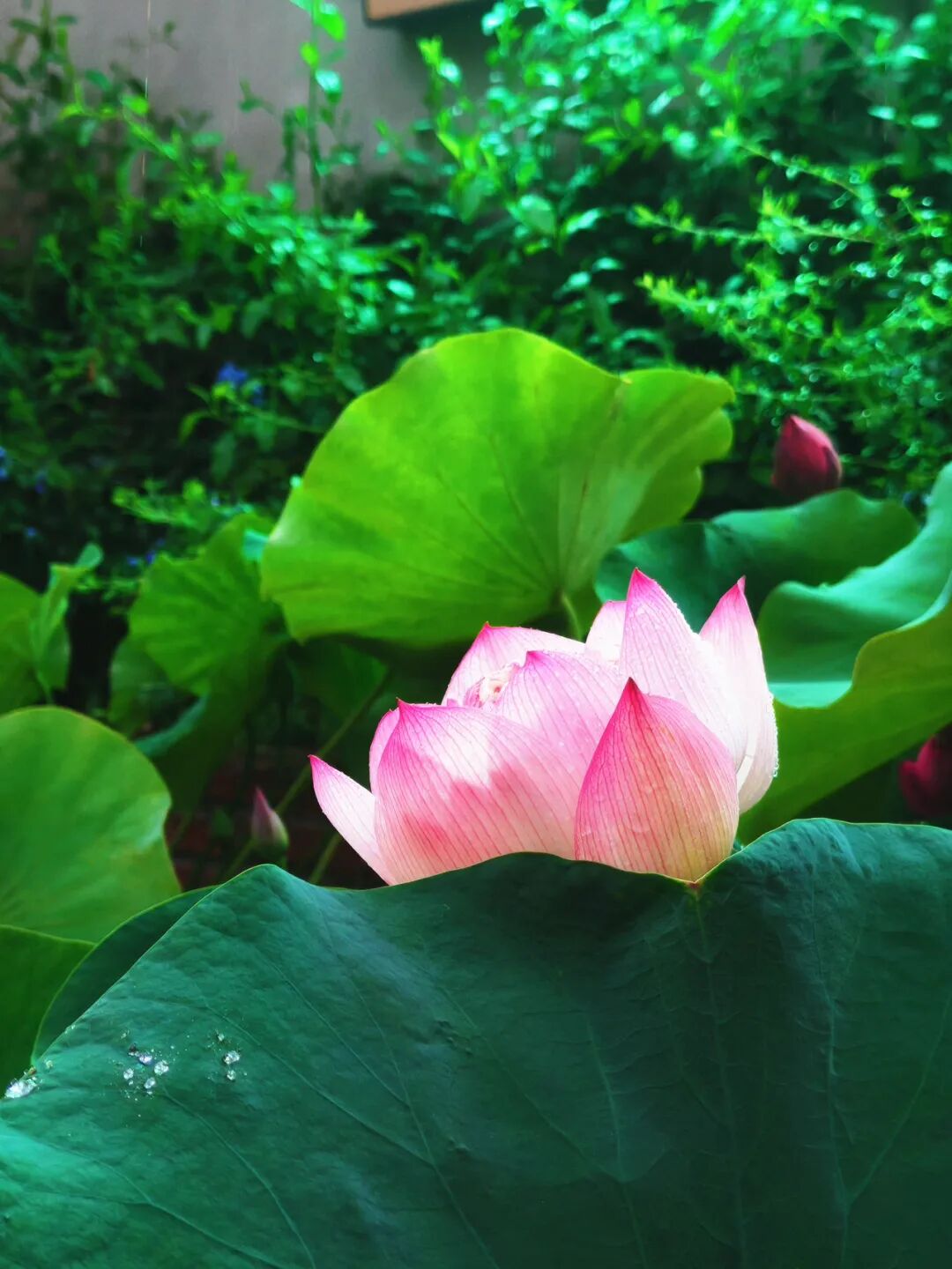 荷花市集本周继续！逛吃听曲全安排~