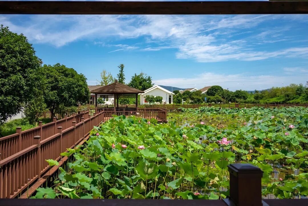 湖山荷趣田园之旅