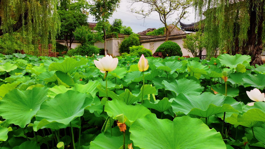 去古镇躲一夏清凉~