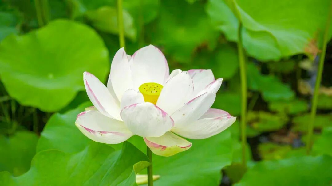 去古镇躲一夏清凉~