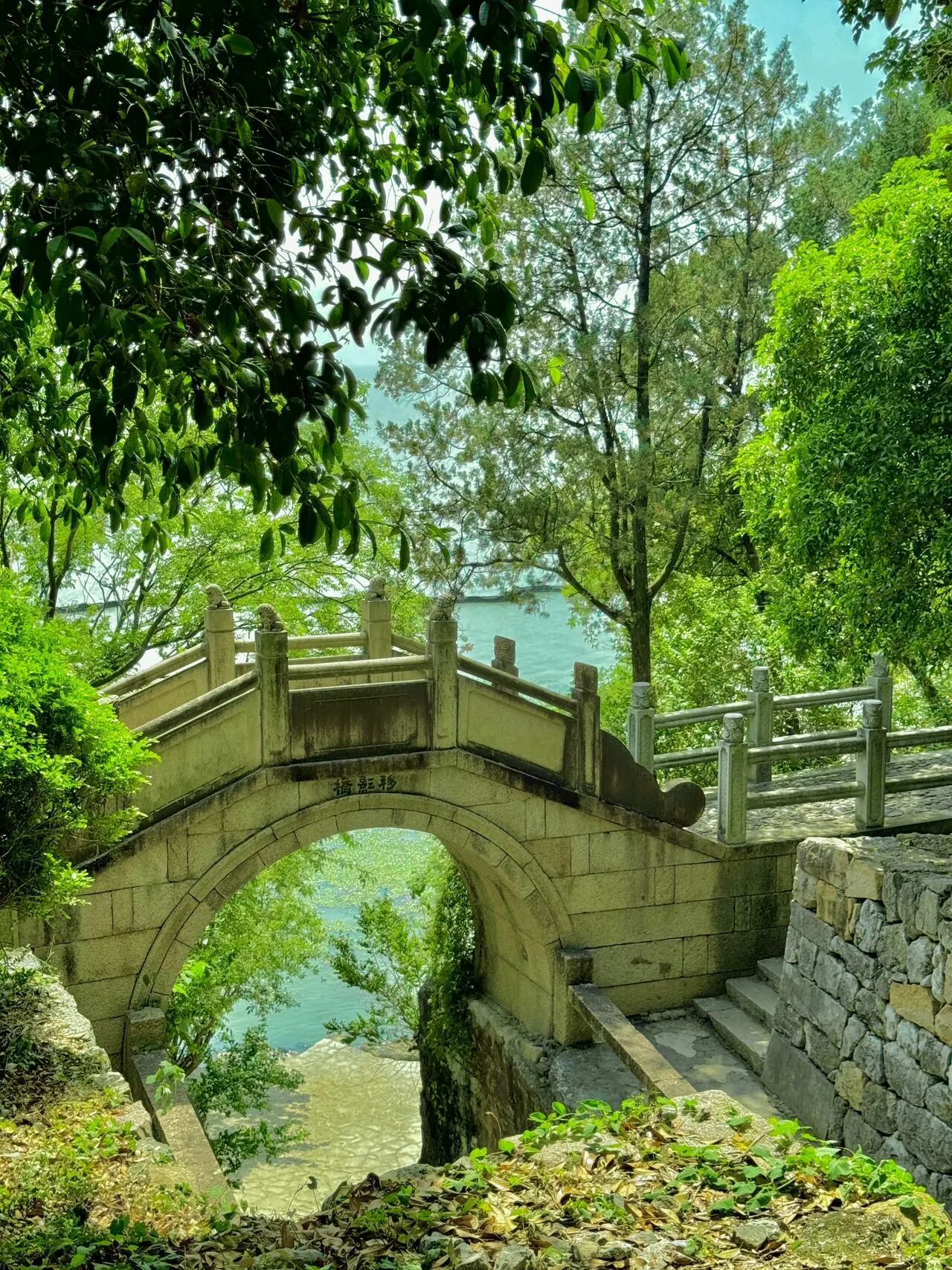 绿意深处，自有清凉