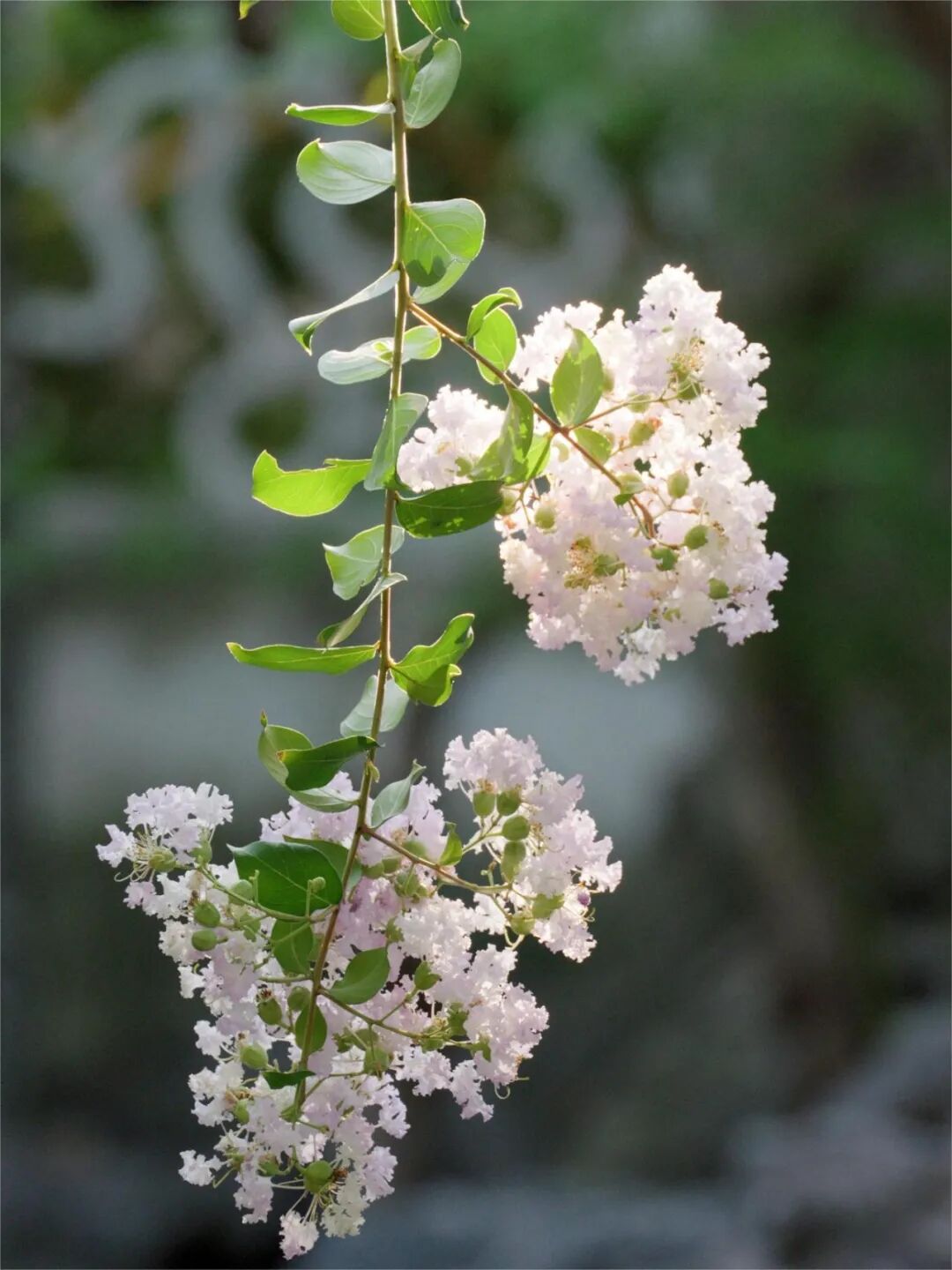 紫薇花开，邂逅“姹紫嫣红”的浪漫～