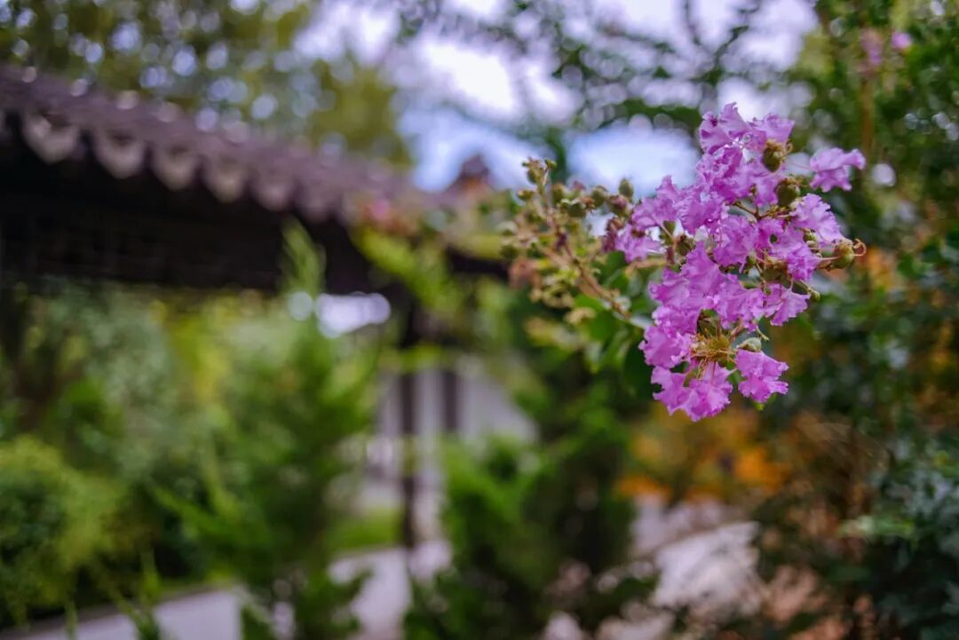 紫薇花开，邂逅“姹紫嫣红”的浪漫～