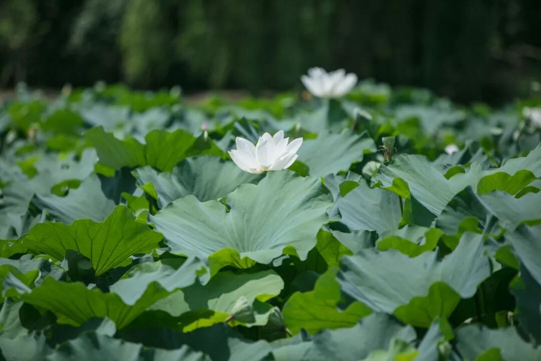 这个夏天，石公山“荷”你有约~