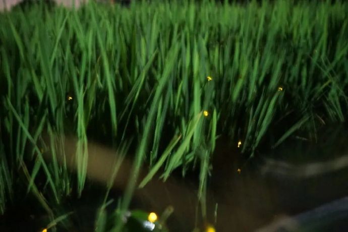 出发！直奔太湖“萤火虫小岛”