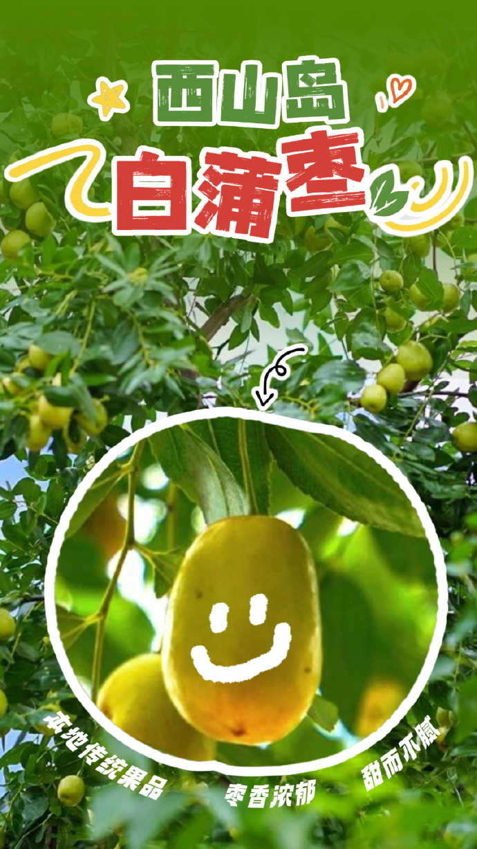 新鲜上市！来吴中趁“枣”尝鲜