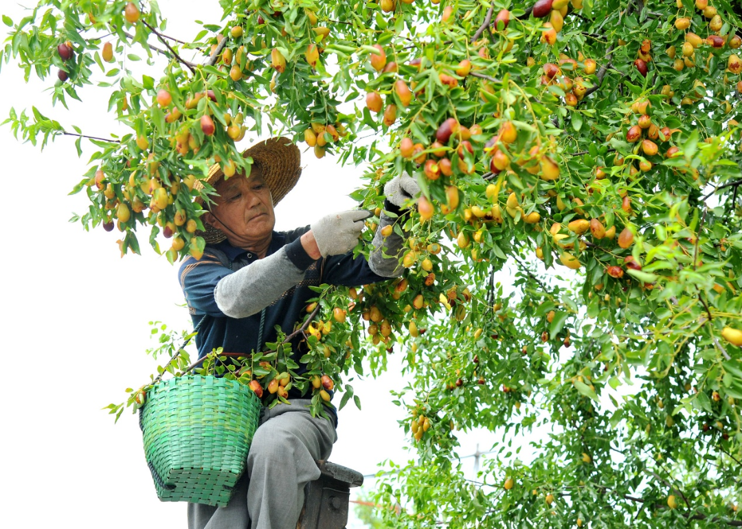 一颗大枣里的太湖风物