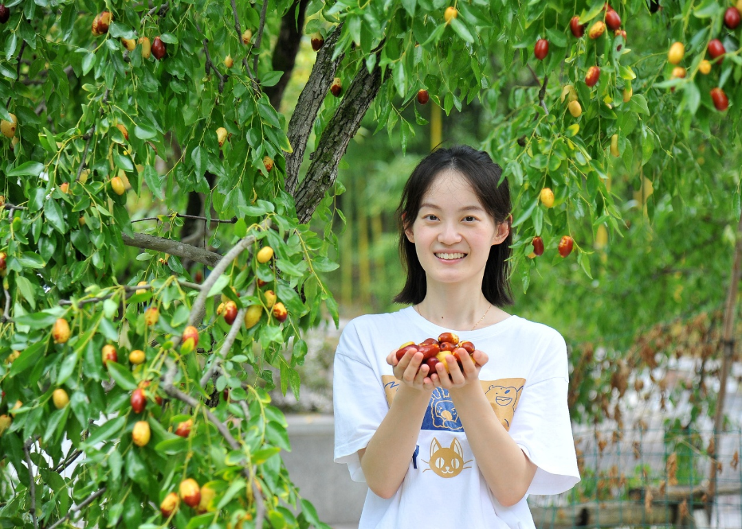 一颗大枣里的太湖风物